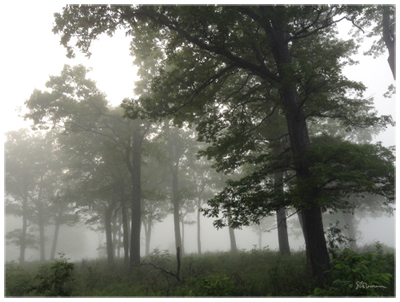 Beautiful preserved oak savannah along Lake Michigan by Suzanne Coleman.  ©Suzanne Coleman, all rights reserved.  Click on the link below to go to the shop.